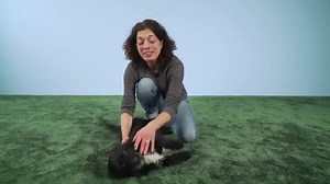 Die 43 besten Tipps zur Hundeerziehung (Inkl. Ratgeber)