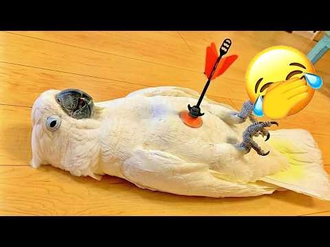 Overdramatic Parrots 🐱 Parrot Overreacts To Toy Arrow | Comedy Gold