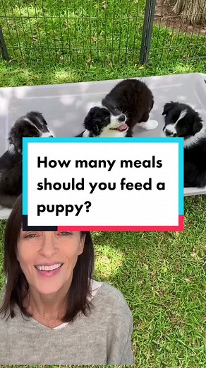 Border collies puppies ❤️ #puppytips #vettips #bordercolliepuppies | how many times to feed a puppy
