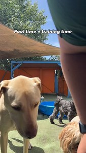 A simple paddling pool quickly becomes a training moment! 🧠 As I refill the water, the dogs practise polite waiting, calm approaches, and sharing the space without crowding. Playing with water challenges their focus and self-control while helping them make better choices in a fun, controlled way! | Duke's Dog Daycare