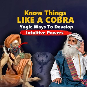 Yogic Ways To Develop POWERFUL INTUITION- Know Things "LIKE A COBRA" | Sadhguru sadhguru explains about methods to develop intuition and how in system of yoga intuition is very important, and there are yogic practice which focus on intuitive side over logical side. Shambavi mahamudra is also a simple and powerful practice which can enhance ones intuition. One can practice shambhavi mahamudra on regular basis in enhance intuitive powers. #sadhguru #sadhgurulatest #sadhguruspeech #shambhavimahamud