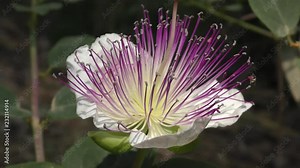 Capparis spinosa, the caper bush, or Flinders rose, is a perennial plant that bears rounded, fleshy leaves and large white to pinkish-white flowers. Used as pickled condiment in salads and cookings. W