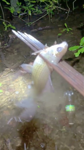 เน้น ๆ ปลาขาวอีไทย #fishing