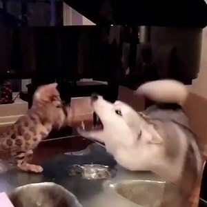 smol stonky cade vs. big good boyo, who does a win? 🐶😼 | Dang, Doggo