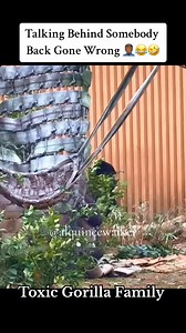 😱 Prank Gone Terribly Wrong 🤦🏾‍♂️😂🤣#voiceover #gorilla #toxicgorillafamily #alquincewalker #comedy #skit #funnyvoiceover #animalvoiceover #funnyanimals | Alquince So'stupid Walker