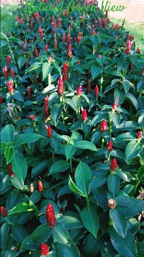 Red Button Ginger Flower 🌺 | Costus woodsonii | Beautiful Exotic Bloom