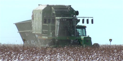South Plains cotton producers need higher prices to break even