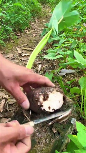 Taro Planting Tips and Methods for Beginners #satisfying #creativesurvival #farming