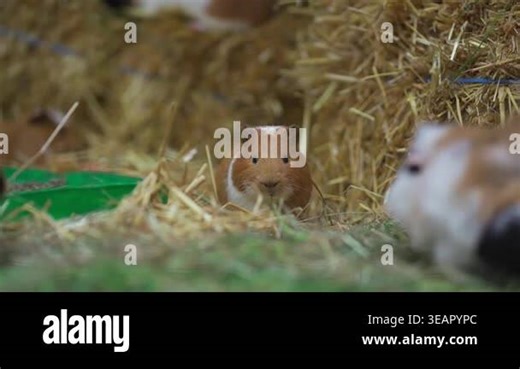 A few guinea pigs in hay. The topic of pet breeding. Lots of guinea pigs in their habitat. The topic is rodent domestic animals. Mammalian small animal. Abyssinian sea pig population in farm barn Stock Video Footage - Alamy