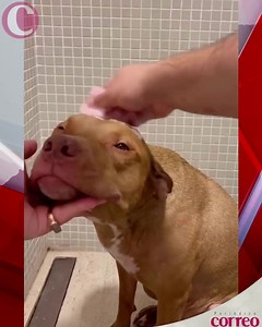 3.9M views · 140K reactions | ¡Buenos días! ☀ Que tengas excelente domingo... los Pitbulls ¿son la raza más peligrosa?  dinos ¿tú qué opinas? | Periódico correo | Facebook