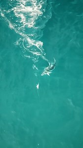 HERE COMES THE ROOSTER!!! 🔥🔥🔥 What an epic chase on the topwater!! This sone was totally playing in my head when I had him chasing it in and when I finally connected-the fight was on!! 🙌🔥😁 - - @pelagicgear - - #rooster #roosterfish #gallo #pezgallo #surf #surffishing #beachfishing #topwater #topwaterlures #surfacelures #landbased #landbasedfishing #fishingdaily #saltwaterfishing #sportfishing #fishingvideos #sportfishing #morningmotivation #catchandrelease #noreleasenoglory #fishingphotogr