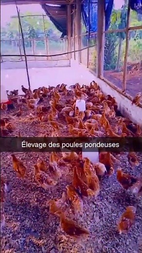 réussir ton élevage de poule pondeuses
