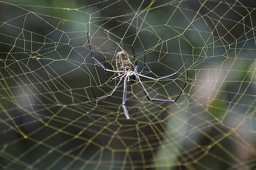 Spider Web: Facts, Types, Components, Pictures