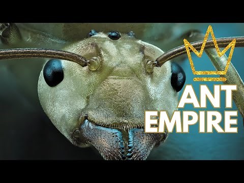 Inside the Ant Empire: Architects of the Miniature World | Insect World | Ant Colonies