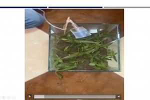 TOMATO DISEASES DETECTION