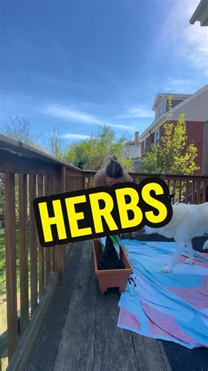 Deck Herb Garden Ideas for Cooking Enthusiasts