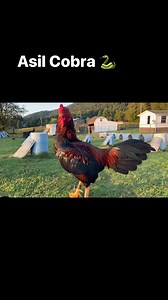Asil Cobra 🐍 | Rancho Illinois