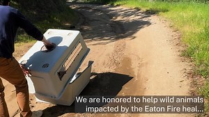 When the Eaton Fire burned through their natural habitat, wildlife had nowhere to go. Bobcats and other wild animals were pushed into neighborhoods, injured by flames, smoke, and even cars as they searched for safety. Thanks to our compassionate community, Pasadena Humane was able to respond. At our Sandra J. Goodspeed Wildlife Center, animals like these injured bobcats received lifesaving care for burned paws, dehydration, and exhaustion. After months of care, they returned to the wild. As we m