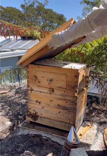 Making a Beehive | 🐝🍯 How to Split a Beehive Turning one hive into two 🐝 I walk through a bee split step-by-step: finding the queen, setting up a nuc box, and starting a brand-new hive 🍯 #Beekeeping #BeeHive #BeeSplit #BackyardBeekeeping #SaveTheBees