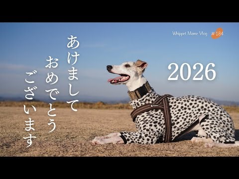 愛犬ウィペットと過ごす何気ない、かけがえのない時間 #184