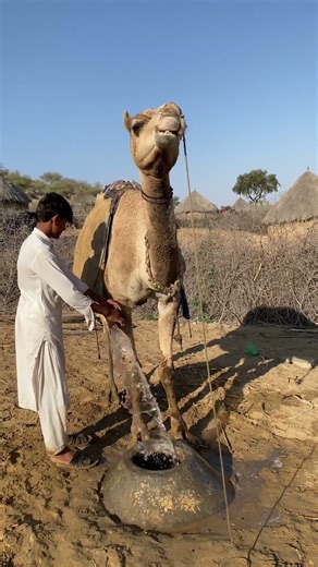 يتم إلقاء الماء على الأرض بالأسفل بسبب تحميل الجمل بكمية زائدة من الماء