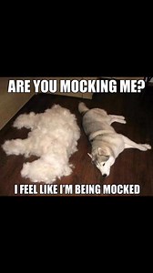 1K views · 26 reactions | Are you mocking me? I feel like I’m being mocked! #husky #siberian #siberianhusky #snowdog #sleddog #huskypuppy | George the HUSKI | Facebook