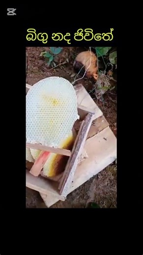bee protection sri lanka 🥰🥰#bee #agriculture #environment