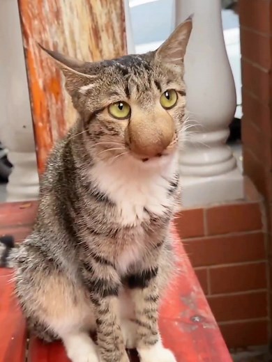 The cat's nose was stung by a wasp, no special effects😅🥲😅😅🥲#catsoftiktok #cat#catfunnyvideo #catfunnyvideos #petsoftiktok #catlife #foryourpage #viral#trending#funny