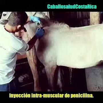 💉¿CÓMO PONER una INYECCIÓN intramuscular en CABALLOS?💉