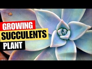 Growing Succulents 101: Essential Techniques for Growing and Nurturing Succulents Plants