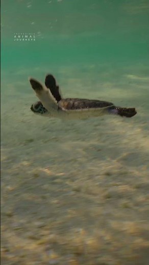 30 Seconds of Baby Sea Turtles!🐢| Incredible Animal Journeys | ‪@natgeokids‬