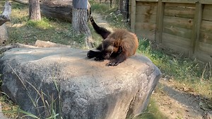 That's one way to use enrichment! 🧂 While it seems simple, sprinkling spices like cinnamon or clove in a habitat can be an exciting form of enrichment for the animal. Wolverines like Ahmari rely heavily on their sense of smell for finding food and survival in the wild. For many animal species, rolling around in a smelly substance helps to mask their natural scent. This can help them seem bigger and fiercer to rivals or make it more difficult for predators to sniff them out. By placing heavily s