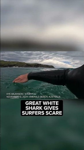 Shark gives surfers scare in waters off Australia