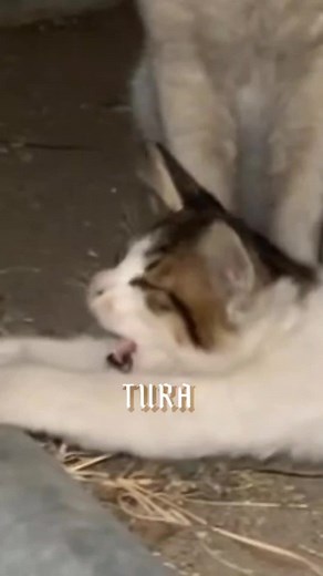 alpha cat | #thichchoiroblox92 #roblox #cat #alpha #alphacat