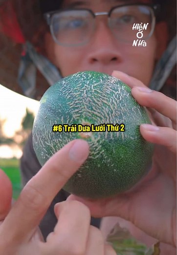 Thu Hoạch Dưa Lưới Trái Thứ Hai: Hướng Dẫn Chi Tiết