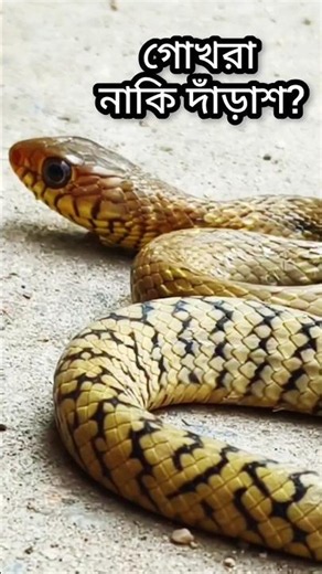 ভুল করলেই বিপদ! গোখরা নাকি দাঁড়াশ? | Cobra vs Rat Snake - Easy Identification Guide