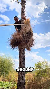 Why Build Haystacks on Trees #rurallife #traditionalmethods #farmengineering #haystack #farminglife | Wild Heart