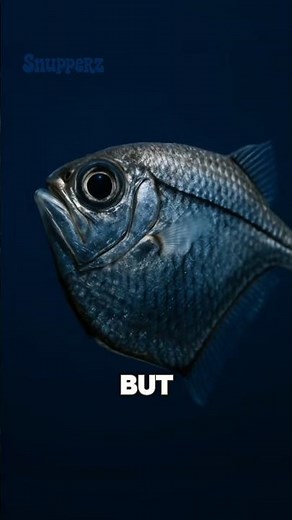 How Do Fish Sleep??🤔
