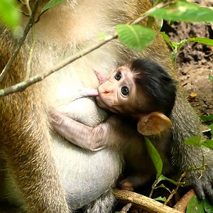 Adorable baby monkey eyes look so pity cos the baby trying to hug mom scaried she want to abadoned isolate while breastfeed time cos she weakness to produce more milk. #babymonkeys #monkeys | Baby Monkey Now
