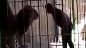 Lion attacks trainer during circus show