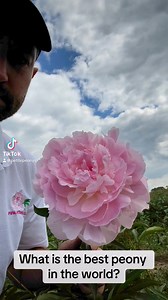 What’s the best peony in the world? | Petite Peonys