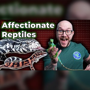 Do Reptiles Really Love You? - Top 5 Most Affectionate Pet Reptiles | Wickens Wicked Reptiles