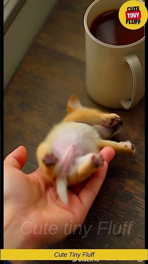 Tiny Puppy 🐶 Cutest Baby Dog Moments | Adorable Tiny Animal Video | Tiny Animals Compilation