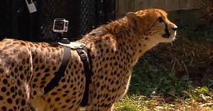 Watch This Cheetah Run at Full Speed with a GoPro on Its Back