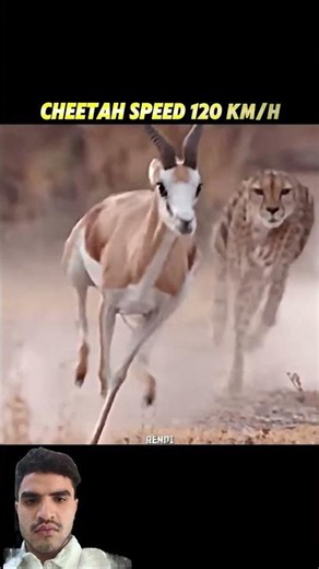 Cheetah vs Gazelle at Full Speed!#trending#animals#wildlife#cheetah#youtubeshorts