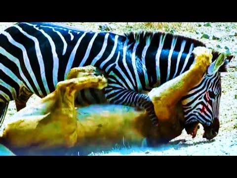 Amazing Lion vs Zebra fight in deep forest | PLX World Animal | #animals #lion