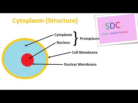 Cytoplasm (Structure)