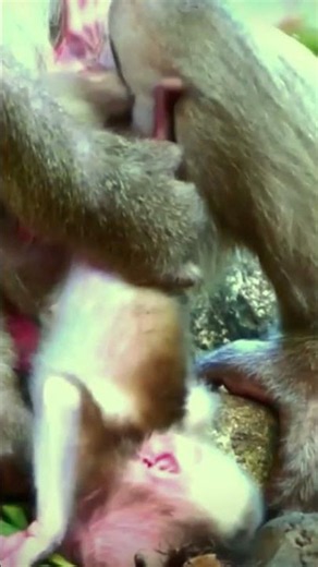 Adorable little monkey, The tiny monkey very active