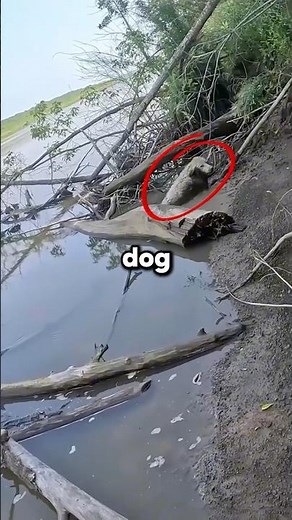 Dog Trapped Under Log In River Until.. (‪@WhatInTheWorld_Tom‬)