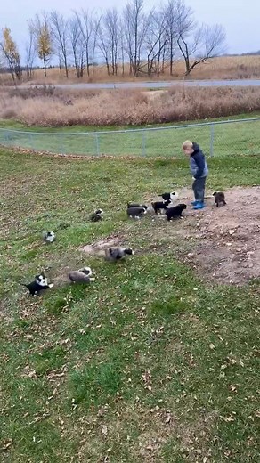 Only a couple more days and these puppies are already 8 weeks and start heading off to their new homes❤️ | Highland Hills Mini Aussies